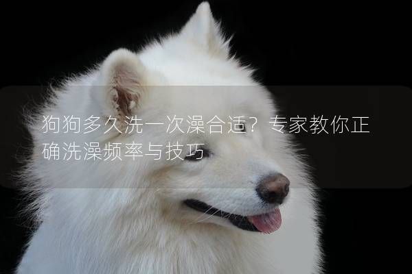 狗狗多久洗一次澡合适？专家教你正确洗澡频率与技巧