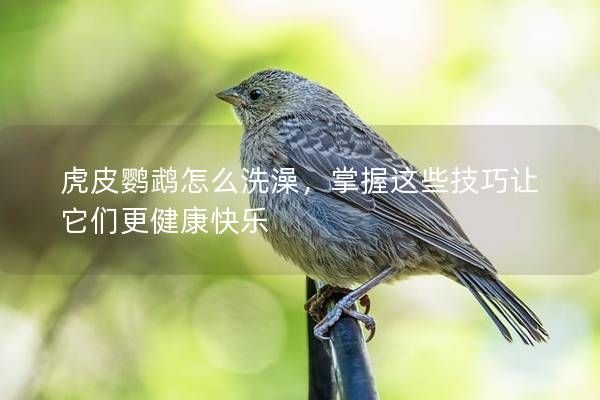 虎皮鸚鵡怎么洗澡，掌握這些技巧讓它們更健康快樂