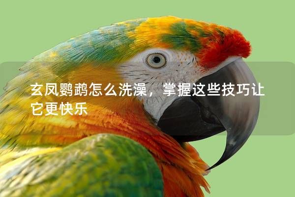 玄鳳鸚鵡怎么洗澡，掌握這些技巧讓它更快樂