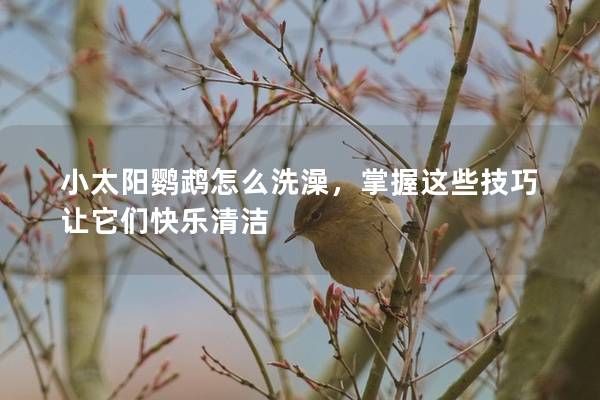 小太陽鸚鵡怎么洗澡，掌握這些技巧讓它們快樂清潔