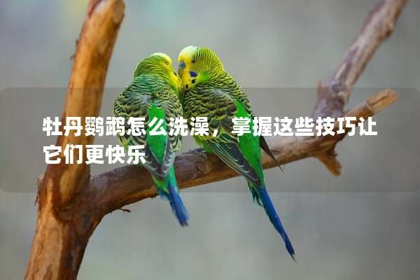牡丹鸚鵡怎么洗澡，掌握這些技巧讓它們更快樂