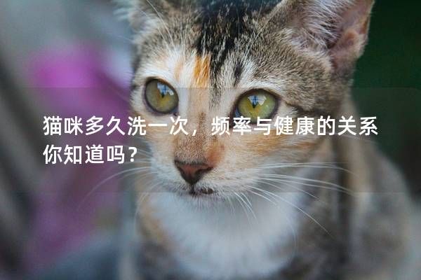貓咪多久洗一次，頻率與健康的關(guān)系你知道嗎？