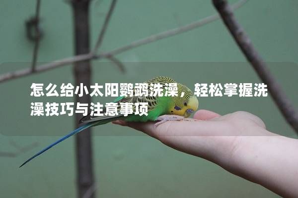 怎么給小太陽鸚鵡洗澡，輕松掌握洗澡技巧與注意事項(xiàng)