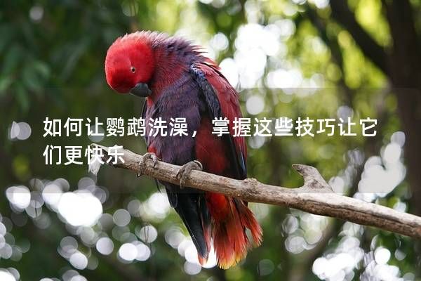 如何讓鸚鵡洗澡，掌握這些技巧讓它們更快樂(lè)