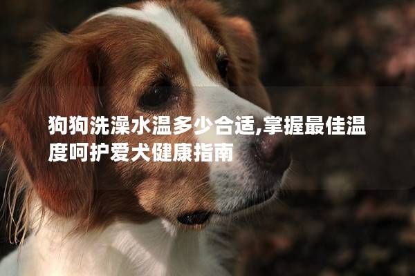 狗狗洗澡水温多少合适,掌握最佳温度呵护爱犬健康指南