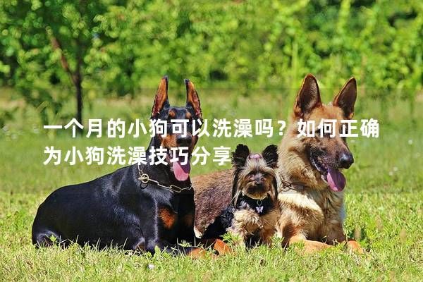 一個(gè)月的小狗可以洗澡嗎？如何正確為小狗洗澡技巧分享