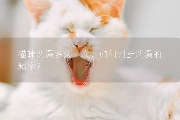 貓咪洗澡多久一次，如何判斷洗澡的頻率？