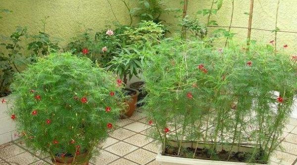 百日草種植需要注意什么？如何記錄從播種到開花的全過程？