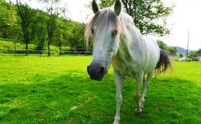 寶寶不長牙也可以添加輔食