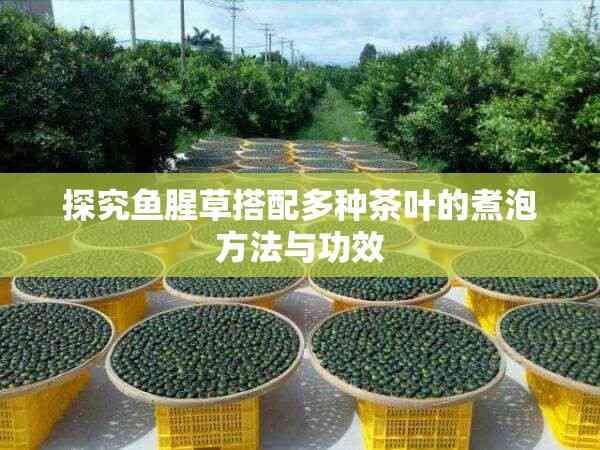 探究魚腥草搭配多種茶葉的煮泡方法與功效