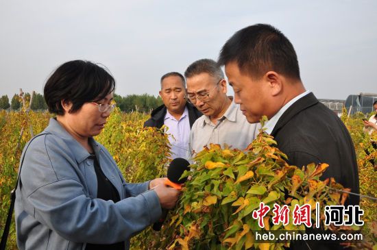 专家实地查看山药叶片病害情况。马于晴 摄