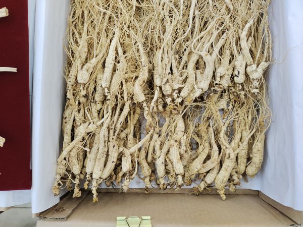 生曬參加工過程示意圖