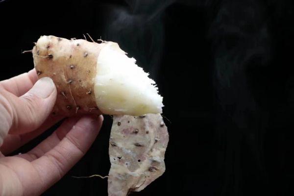 铁棍山药特写