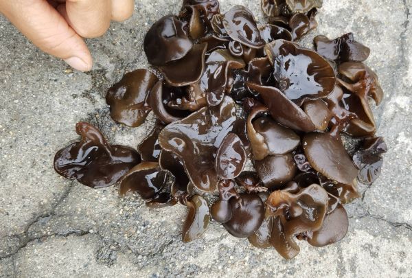 黑木耳与其他食材蛋白质对比图