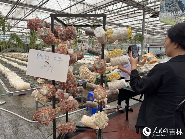 李玉院士團隊今年推出的桃紅玉耳成為展區的焦點。人民網記者 李思玥攝