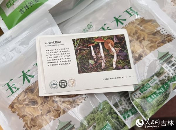 用“蘑菇紙”制成的明信片。人民網記者 李思玥攝