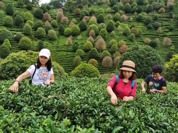 茨竹林普洱茶- 从原产地到品饮，一次穿梭云南的旅程