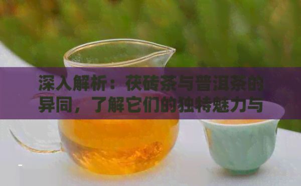 深入解析：茯砖茶与普洱茶的异同，了解它们的独特魅力与区别