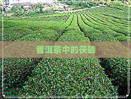 普洱茶中的茯砖