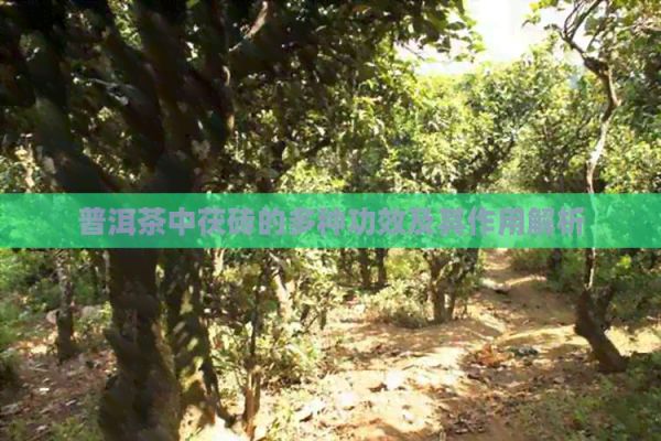 普洱茶中茯砖的多种功效及其作用解析