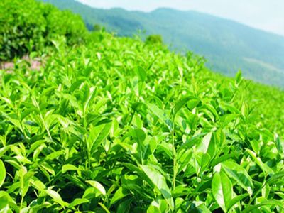 生态茶与有机茶的区别