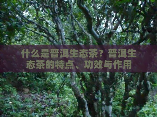 什么是普洱生态茶？普洱生态茶的特点、功效与作用