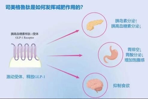 唐朝以肥为美？这是个误会！ 体重与情绪的双重管理：乌灵胶囊助力司美格鲁肽的减重之旅
