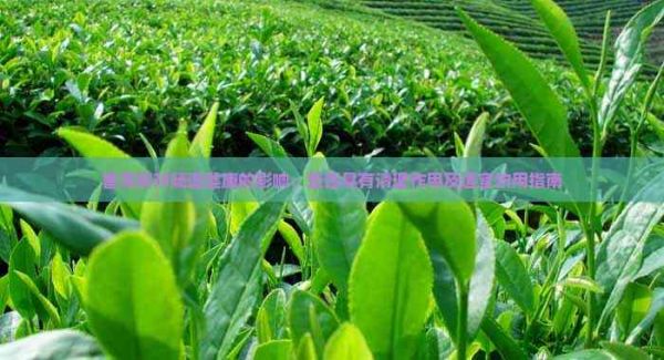普洱茶对肠道健康的影响：是否具有清理作用及适宜饮用指南