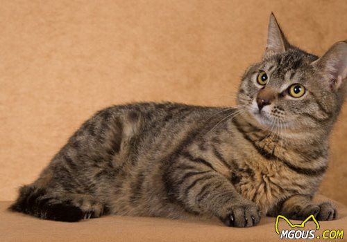 猫咪的几种体型和判断标准