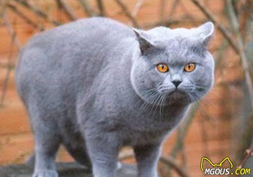 猫咪的几种体型和判断标准