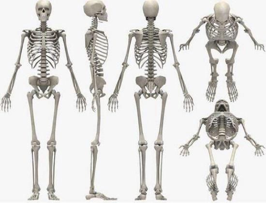 人体骨骼