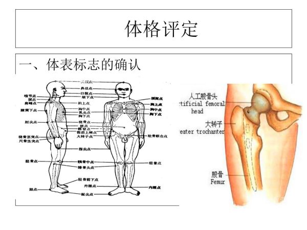 人体形态评定讲解_第3页