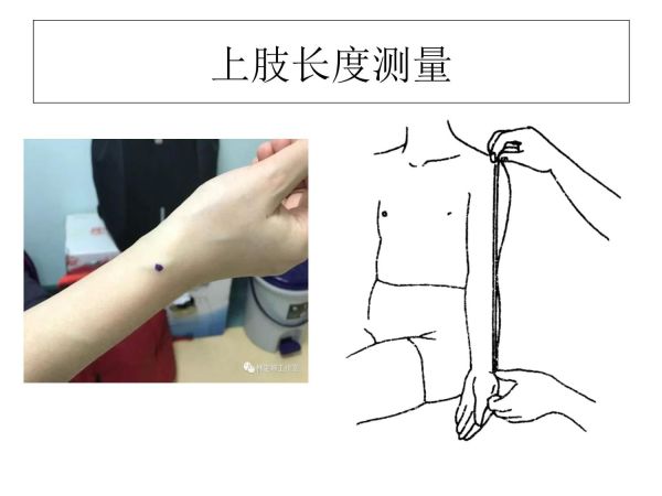 人体形态评定讲解_第5页