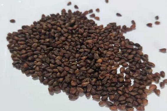 苦蕎茶的功效與禁忌