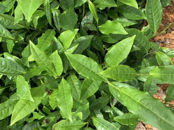 马鞍山乌龙茶苗-批发供应绿茶茶苗