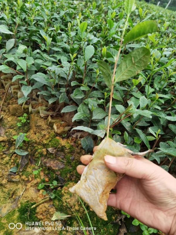 绿茶苗批发价格 绿茶地苗 绿茶杯苗基地批发图片
