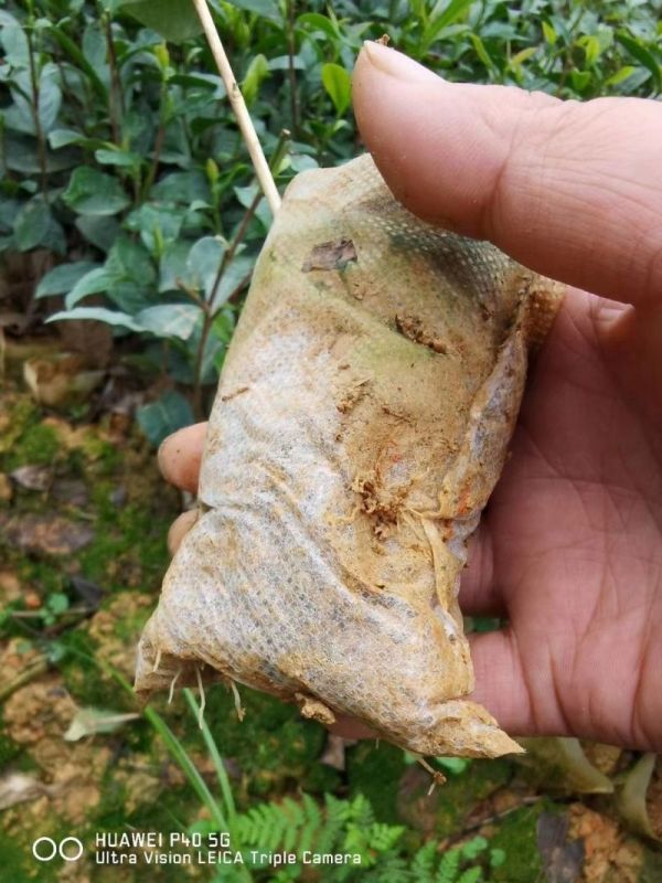 绿茶苗批发价格 绿茶地苗 绿茶杯苗基地批发图片