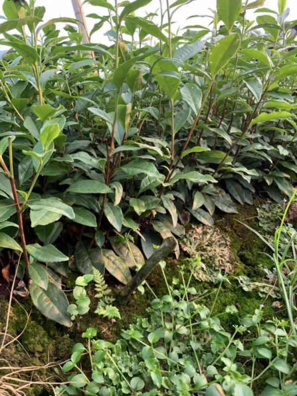 酉阳土家族苗族自治县绿茶茶苗-厂家直销低价茶苗