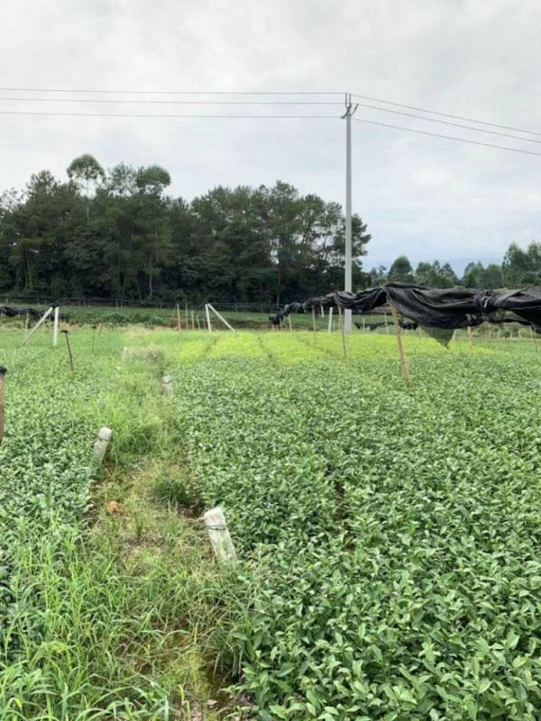 酉阳土家族苗族自治县绿茶茶苗-厂家直销低价茶苗