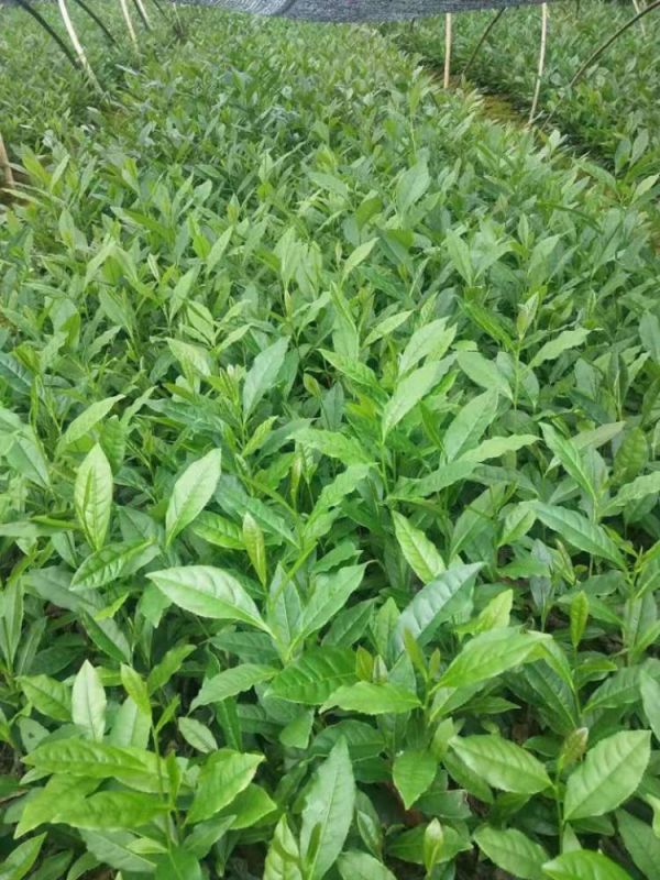 酉阳土家族苗族自治县绿茶茶苗-厂家直销低价茶苗