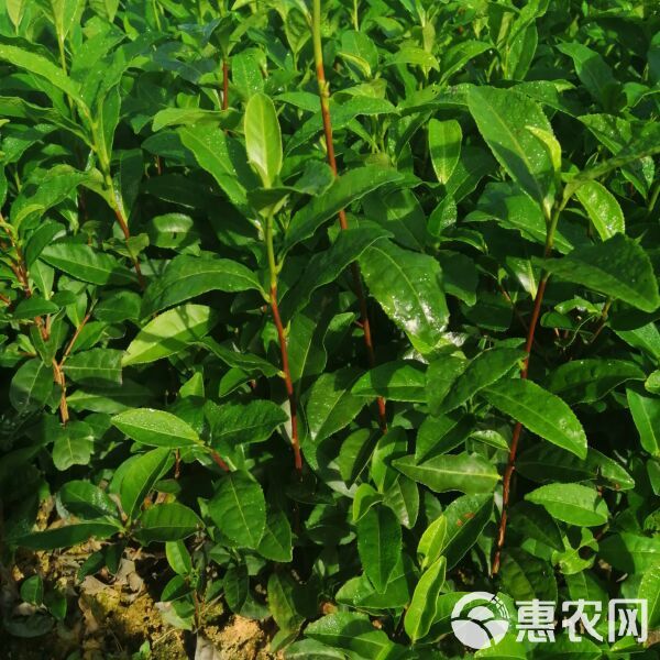 绿茶树苗 实生苗 0.5米以下