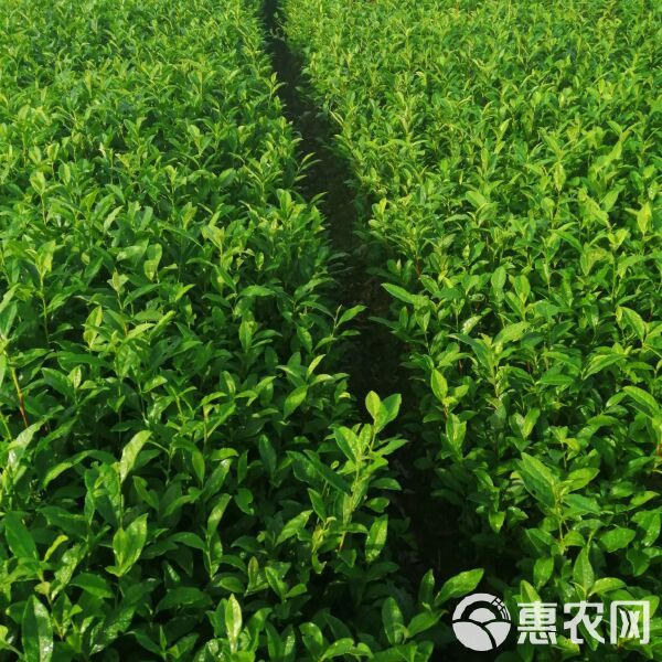 绿茶树苗 实生苗 0.5米以下
