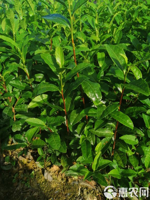 绿茶树苗 实生苗 0.5米以下