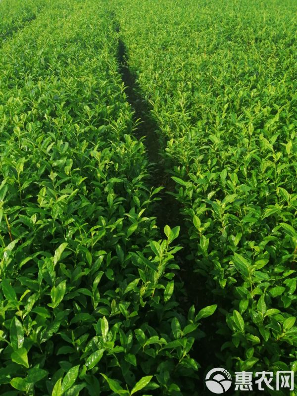 绿茶树苗 实生苗 0.5米以下