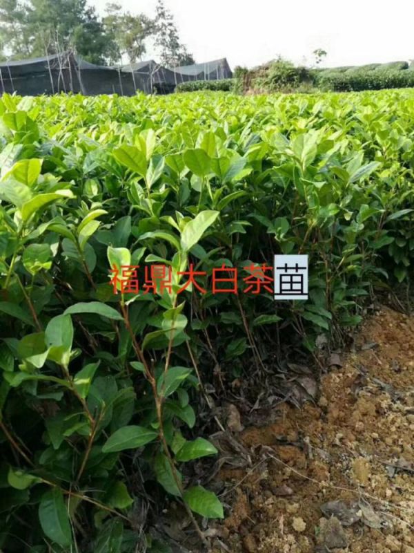 赣州市绿茶茶苗-种植基地良种茶叶苗