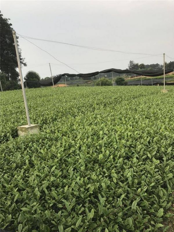赣州市绿茶茶苗-种植基地良种茶叶苗