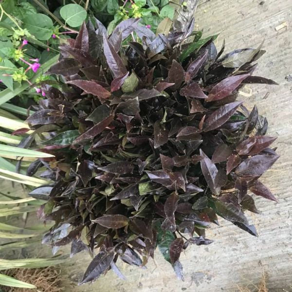 赣州市绿茶茶苗-种植基地良种茶叶苗