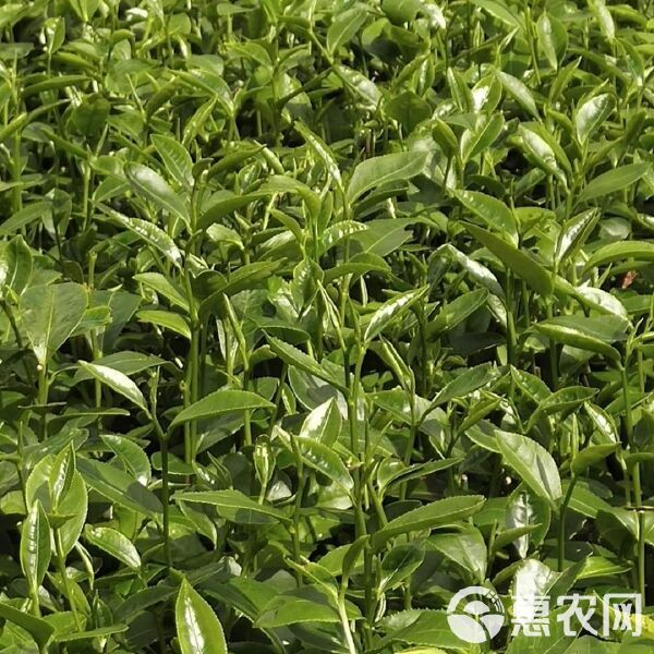 绿茶树苗 好茶苗