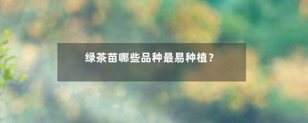 綠茶苗哪些品種最易種植？-第1張-綠茶-鳳凰單叢茶網(wǎng)