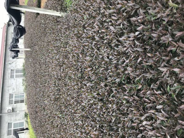 铜川市茶苗种植技巧-厂家直销绿茶茶苗